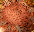 Crown of thorns starfish; macro Royalty Free Stock Photo