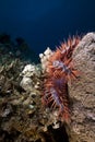 Crown-of-thorns starfish in the Red Sea. Royalty Free Stock Photo
