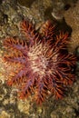 Crown of Thorns starfish Royalty Free Stock Photo