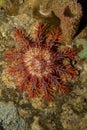 Crown of Thorns starfish Royalty Free Stock Photo