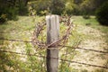 Crown Of Thorns On A Texas Hill Country Fence Post
