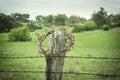 Crown of thorns on a Texas Hill Country fence post