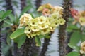 Crown of thorns yellow, euphorbia milli flower Royalty Free Stock Photo