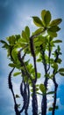 Crown of throns plant under blue sky Royalty Free Stock Photo