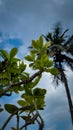 Coconut tree behind Crown of throns plants with green leafs under blue cloudy sky Royalty Free Stock Photo