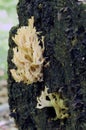 Crown-tipped coral fungus (Artomyces, pyxidatus) Royalty Free Stock Photo