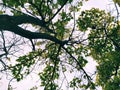 Crown of a tree from bottom to top on a white background. Trunk, branches, yellow and green translucent autumn leaves.