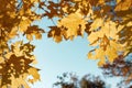 Crown of the tree with yellow autumn maple leaves against the blue sky Royalty Free Stock Photo