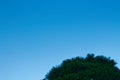 Crown of trees against blue sky. The warm fall sun shining through the canopy of tall trees Royalty Free Stock Photo