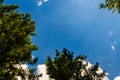 crown of trees from bottom to top. Cumulus clouds over the forest Royalty Free Stock Photo