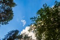 crown of trees from bottom to top. Cumulus clouds over the forest Royalty Free Stock Photo