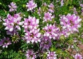 Crown vetch (Coronilla varias)