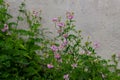 Crown vetch flower in front of a concrete wall, also called axseed, Securigera varia or bunte kronwicke