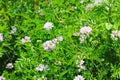 Crown Vetch (Securigera varia or Coronilla varia)