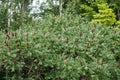 Crown of vinegar tree with red fruit clusters