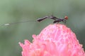 A crown wasp is looking for prey in a wild plant.