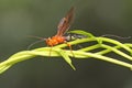 A crown wasp is looking for prey in a wild plant.