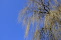 Crown of weeping willow against blue sky in early spring Royalty Free Stock Photo