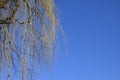 Crown of weeping willow against blue sky in early spring Royalty Free Stock Photo