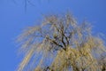 Crown of weeping willow against blue sky in early spring Royalty Free Stock Photo