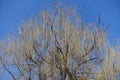 Crown of weeping willow against blue sky in early spring Royalty Free Stock Photo