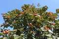 Crown of whitebeam tree against the sky Royalty Free Stock Photo