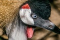 Crowned crane closeup Royalty Free Stock Photo