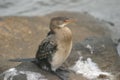 Crowned Cormorant Royalty Free Stock Photo