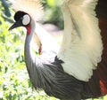 Crowned Crane