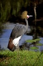 Crowned Crane