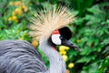 Crowned crane Royalty Free Stock Photo