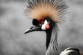 Witness the regal beauty of a Crowned Crane, adorned with its distinctive golden crown, gracefully poised amidst nature\'s backdro