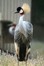 Crowned crane