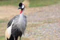 Crowned Crane(African Crowned Crane)