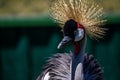 The Crowned Crane , closeup of the waterfowl's head
