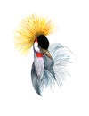 Crowned Crane Balearica Bird Watercolor Illustration Hand Painted isolated on white background