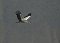 Crowned crane, Balearica pavonina