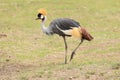 Crowned Crane - Balearica regulorum