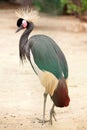 Crowned Crane (Balearica Regulorum)