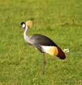 Crowned crane bird Royalty Free Stock Photo