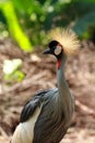 Crowned crane bird Royalty Free Stock Photo