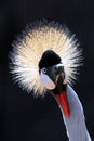 Crowned Crane Bird Royalty Free Stock Photo