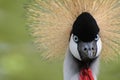 Crowned Crane - Bird with a crazy hairdo