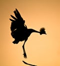 Crowned Crane Bird Silhouette Royalty Free Stock Photo