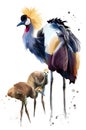 Crowned crane and Chicks