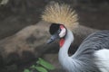 The Crowned Crane Close Up Royalty Free Stock Photo
