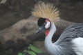 The Crowned Crane Close Up