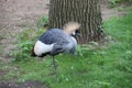 Crowned Crane in close-up in its enclosure at Ouwehands Zoo in Rhenen Royalty Free Stock Photo