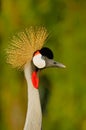 Crowned Crane closeup Royalty Free Stock Photo