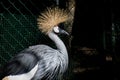 Crowned crane closeup Royalty Free Stock Photo